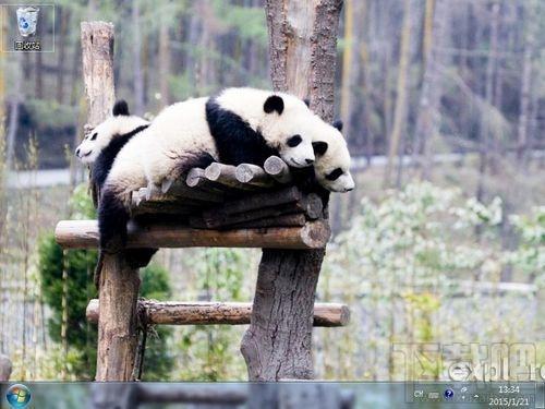 大熊猫超萌桌面,大熊猫超萌桌面下载,大熊猫超萌桌面官方下载